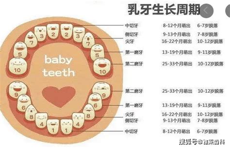 小朋友出大牙|儿童换牙齿的顺序和时间图